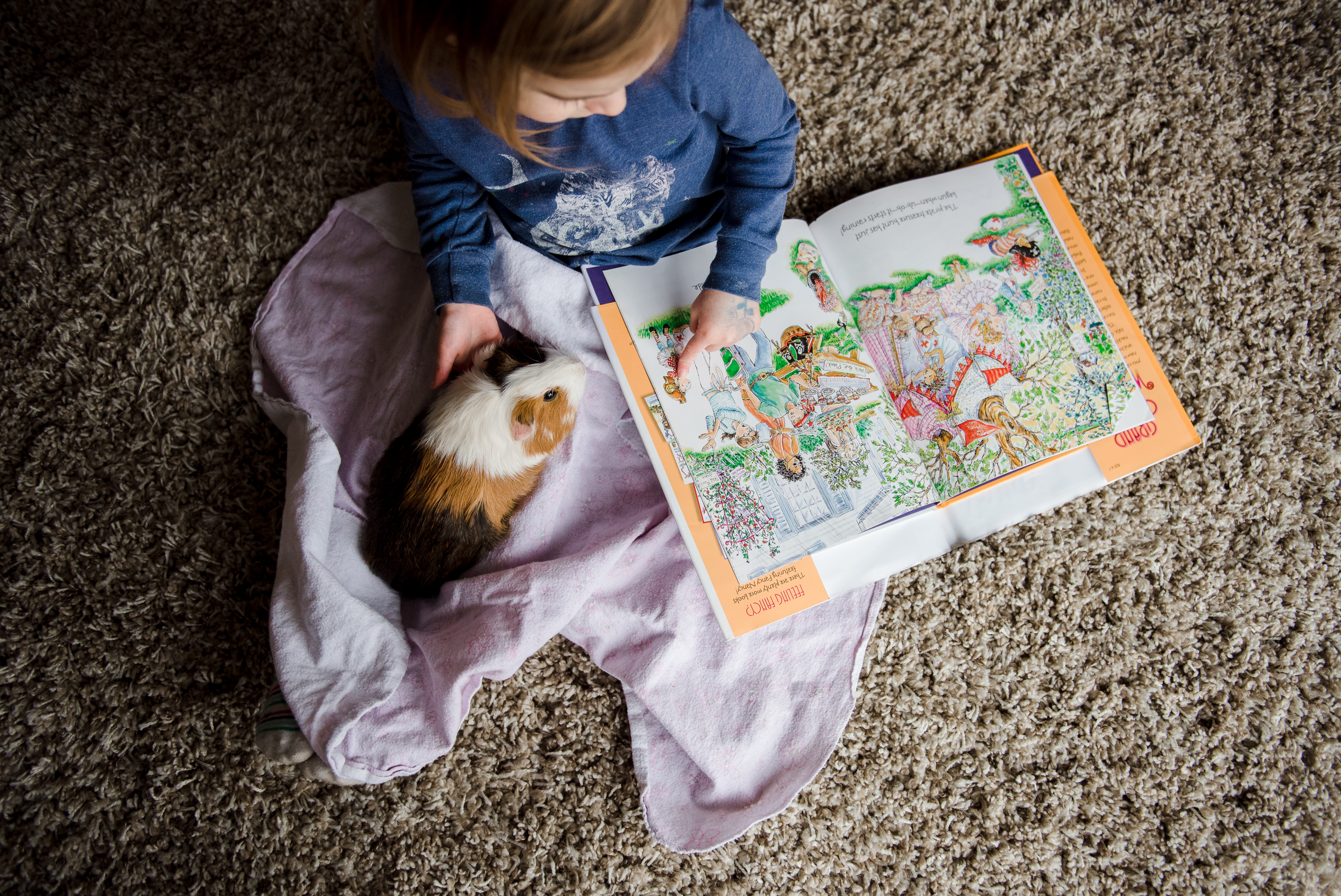 A little girl reads a Fancy Nancy book to a guinea pig in her home in Edmonton