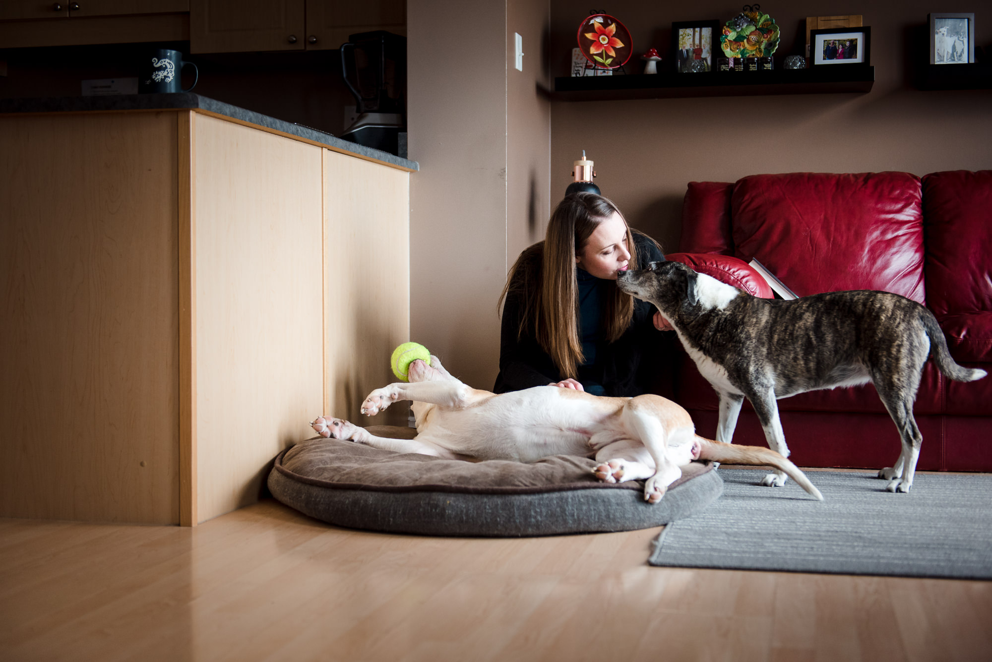 A woman spends time with her dogs by Edmonton Family Photography Fiddle Leaf Photography 