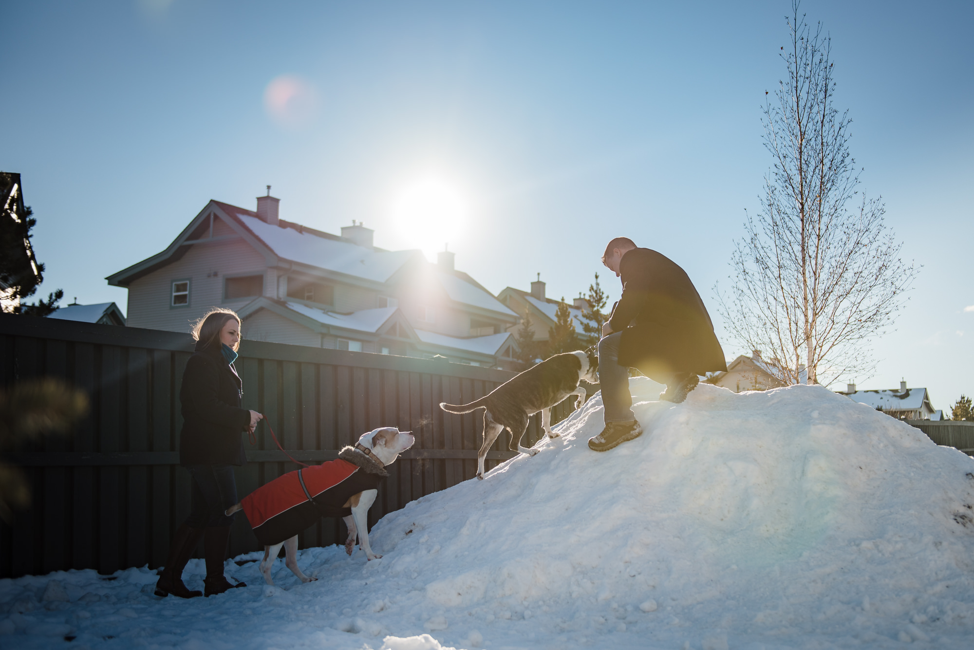 Dogs climb a snow pile in an Edmonton neighbourhood during a family photo session